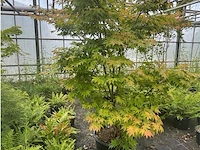 Acer palmatum osokosuki - afbeelding 2 van  3