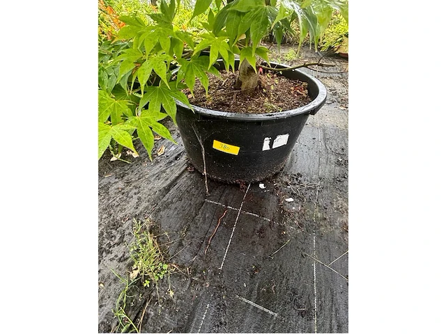 Acer palmatum osokosuki - afbeelding 3 van  3