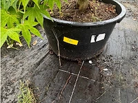 Acer palmatum osokosuki - afbeelding 3 van  3