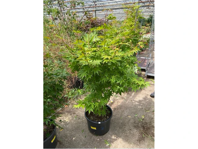 Acer palmatum osokosuki - afbeelding 1 van  1