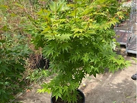 Acer palmatum osokosuki - afbeelding 1 van  1