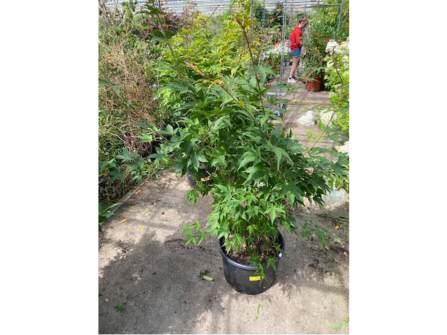Acer palmatum osokosuki - afbeelding 1 van  1