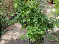 Acer palmatum osokosuki - afbeelding 1 van  1