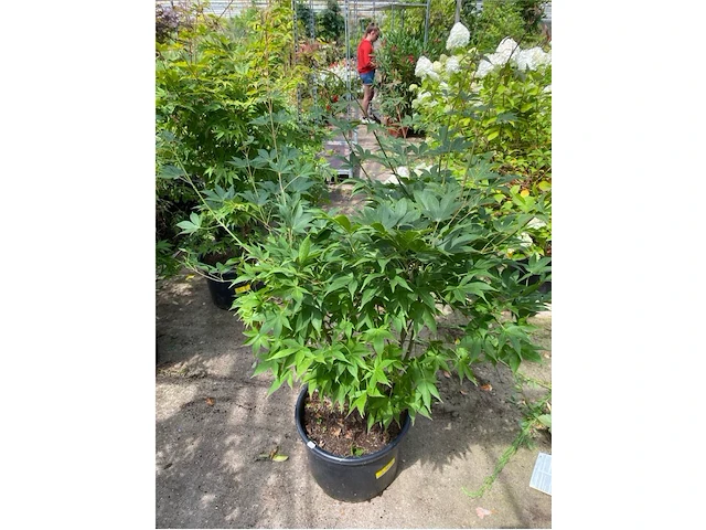 Acer palmatum osokosuki - afbeelding 1 van  1