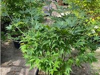 Acer palmatum osokosuki - afbeelding 1 van  1
