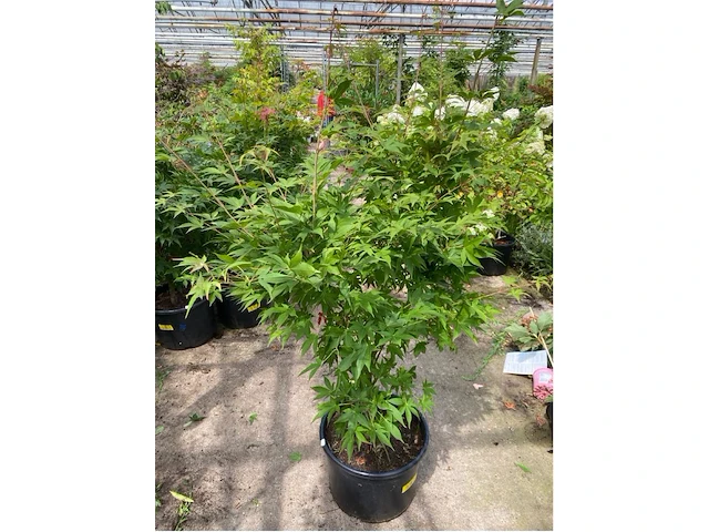 Acer palmatum osokosuki - afbeelding 1 van  1