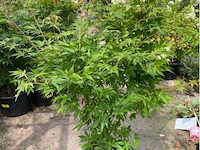 Acer palmatum osokosuki - afbeelding 1 van  1