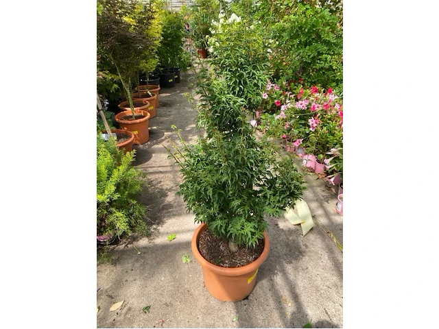 Acer palmatum shishi gashira - afbeelding 1 van  2