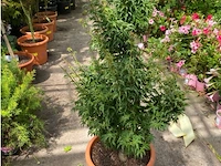 Acer palmatum shishi gashira - afbeelding 1 van  2