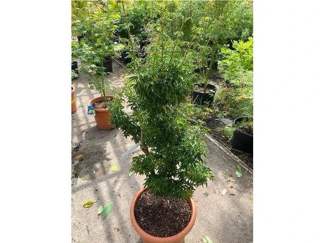 Acer palmatum shishi gashira - afbeelding 2 van  2