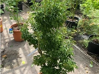 Acer palmatum shishi gashira - afbeelding 2 van  2