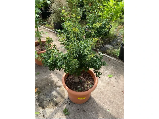 Acer palmatum shishi gashira - afbeelding 1 van  2