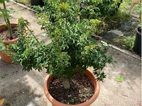 Acer palmatum shishi gashira - afbeelding 1 van  2