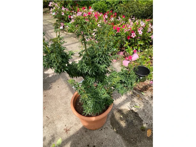 Acer palmatum shishi gashira - afbeelding 2 van  2