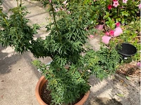 Acer palmatum shishi gashira - afbeelding 2 van  2