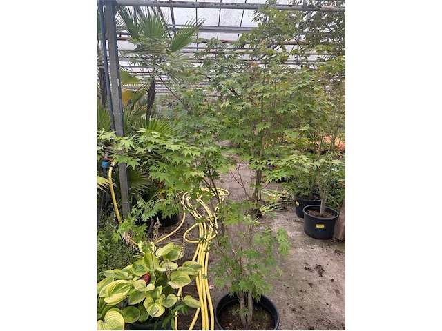 Acer palmatum verdes green - afbeelding 1 van  1