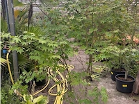 Acer palmatum verdes green - afbeelding 1 van  1