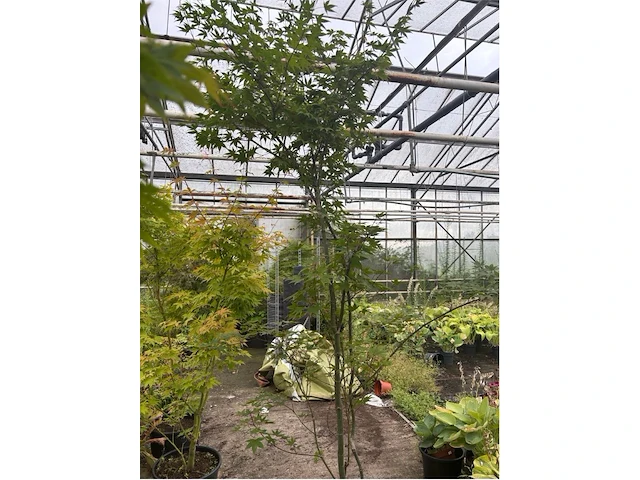 Acer palmatum verdes green - afbeelding 1 van  1