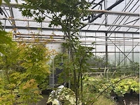 Acer palmatum verdes green - afbeelding 1 van  1