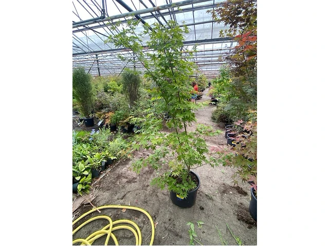 Acer palmatum verdes green - afbeelding 1 van  1