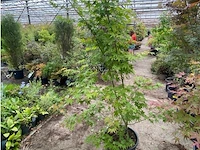 Acer palmatum verdes green - afbeelding 1 van  1