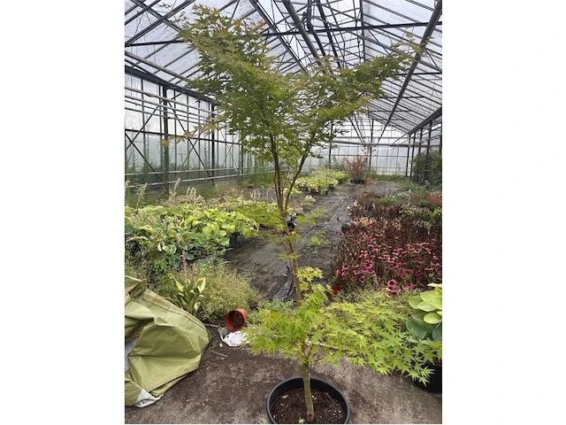 Acer palmatum verdes green - afbeelding 1 van  1