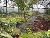 Acer palmatum verdes green - afbeelding 1 van  1