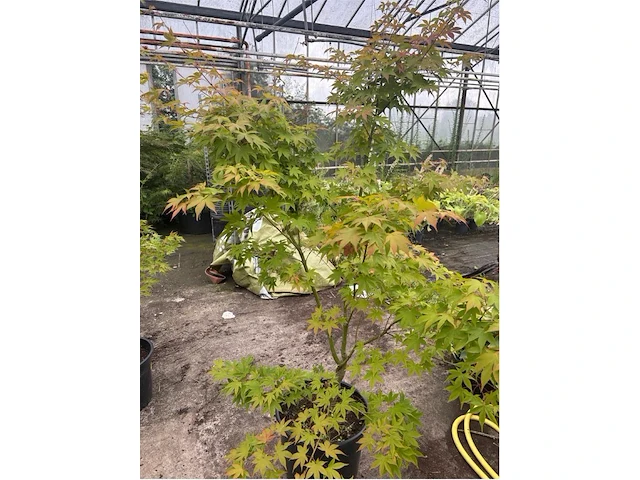 Acer palmatum verdes green - afbeelding 1 van  1