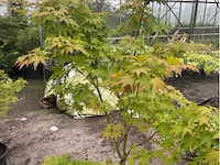 Acer palmatum verdes green - afbeelding 1 van  1