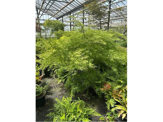 Acer palmatum virides - afbeelding 1 van  4