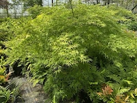 Acer palmatum virides - afbeelding 1 van  4