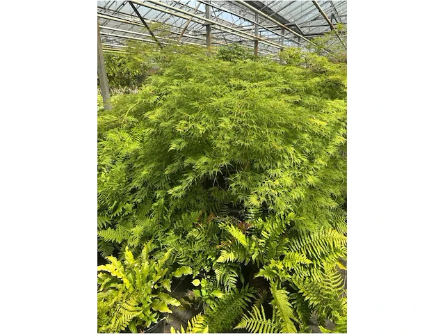 Acer palmatum virides - afbeelding 2 van  4