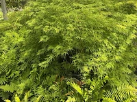 Acer palmatum virides - afbeelding 2 van  4