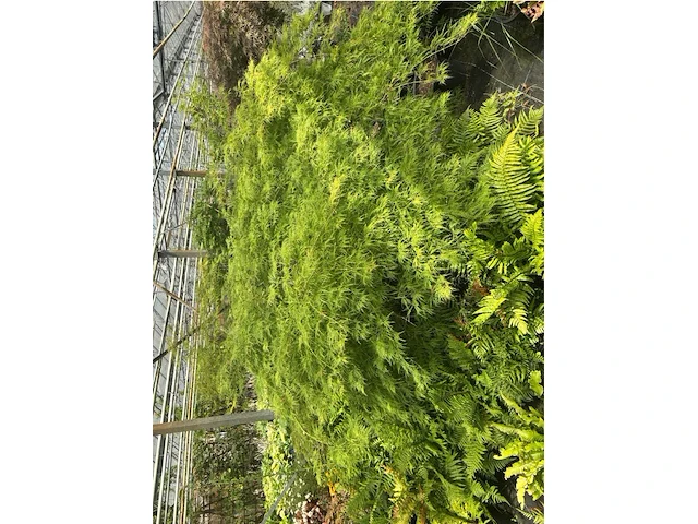 Acer palmatum virides - afbeelding 3 van  4