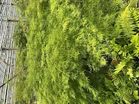 Acer palmatum virides - afbeelding 3 van  4