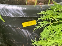 Acer palmatum virides - afbeelding 4 van  4