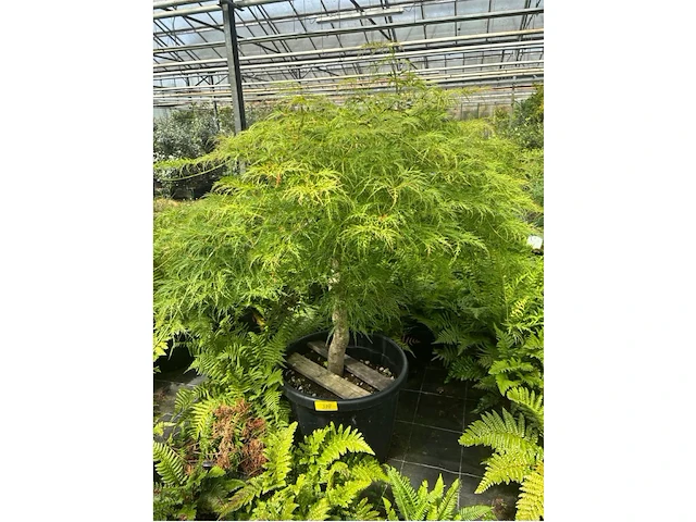 Acer palmatum virides - afbeelding 1 van  3