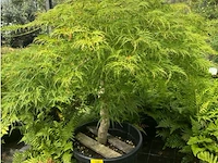 Acer palmatum virides - afbeelding 1 van  3