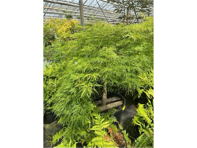 Acer palmatum virides - afbeelding 2 van  3