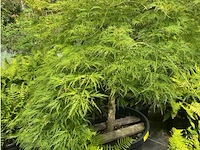 Acer palmatum virides - afbeelding 2 van  3