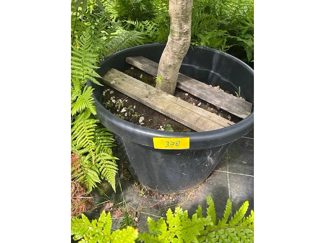 Acer palmatum virides - afbeelding 3 van  3