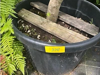 Acer palmatum virides - afbeelding 3 van  3