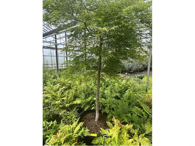 Acer palmatum virides - afbeelding 1 van  4