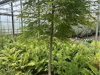 Acer palmatum virides - afbeelding 1 van  4