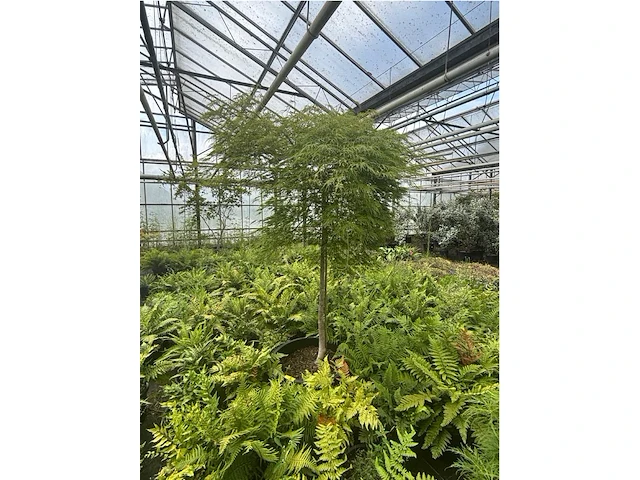 Acer palmatum virides - afbeelding 2 van  4
