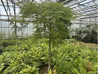 Acer palmatum virides - afbeelding 2 van  4