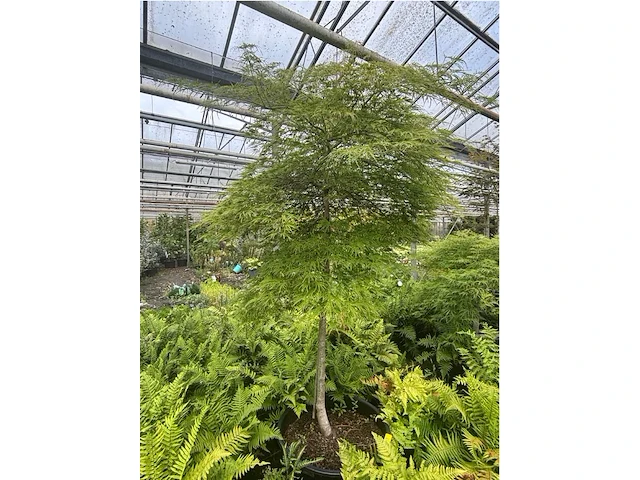 Acer palmatum virides - afbeelding 3 van  4