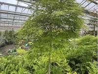Acer palmatum virides - afbeelding 3 van  4