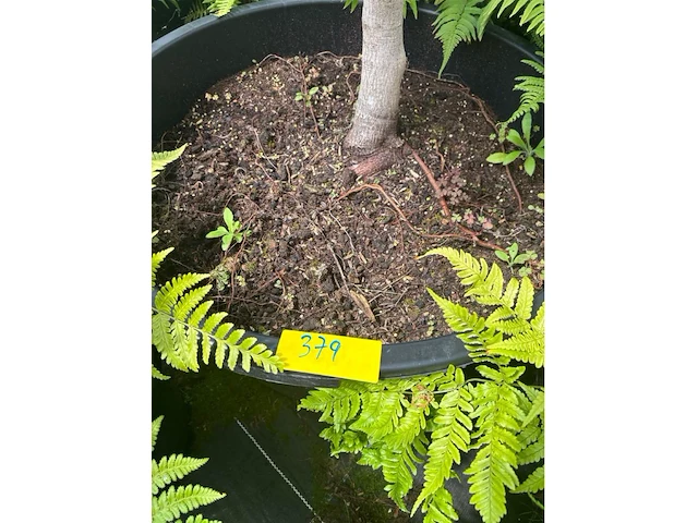 Acer palmatum virides - afbeelding 4 van  4