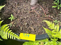 Acer palmatum virides - afbeelding 4 van  4